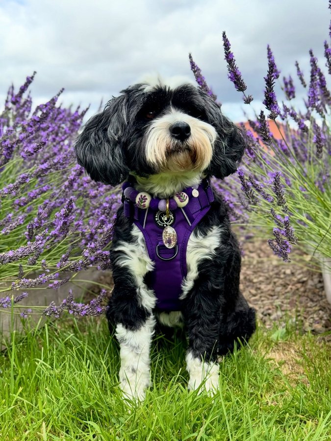 Instagram post by @corrie_and_co for Poochie Pals. Caption reads: 🪻💜 Pawfect Purple Pups 💜🪻 Happy....