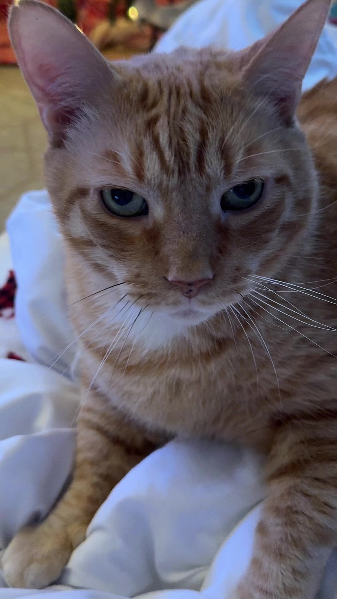 TikTok post by @akcrucial for PetHonesty. Caption reads: @Pet Honesty I had no idea you existed until about....