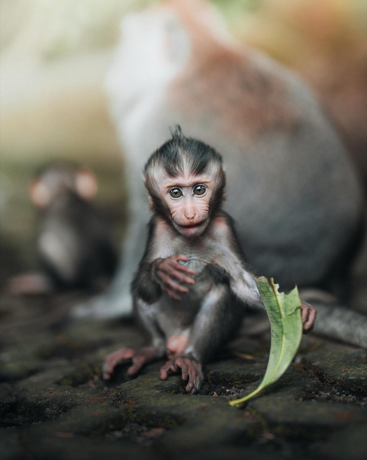 Instagram post by @withluke for Lexar. Caption reads: Capturing the native monkeys here in Indonesia....