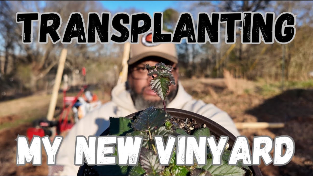 YouTube post by @saltydawghomestead for Grunt Style. Caption reads: Planting Berries The Day Before Freezing Weather!.