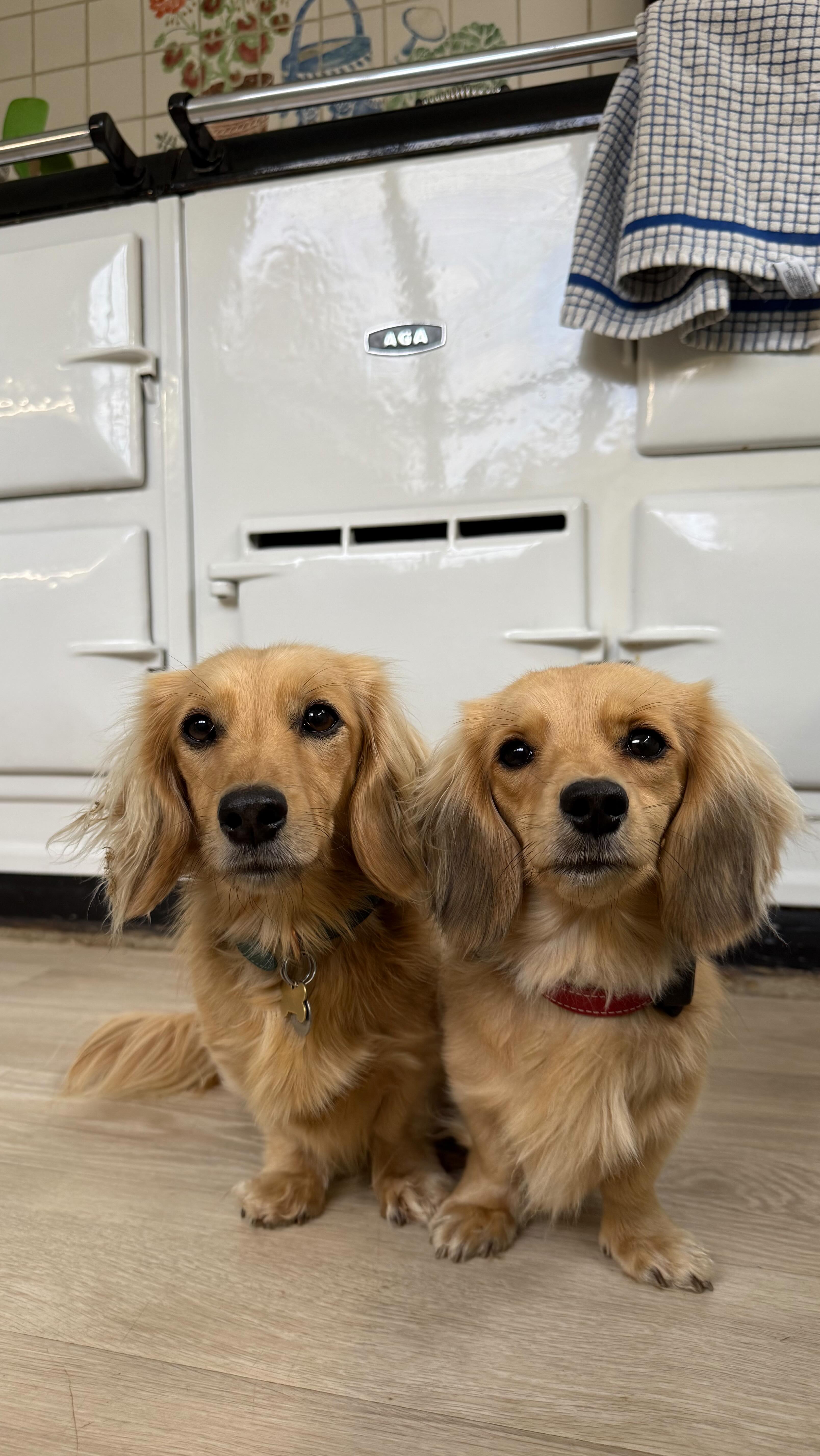 Instagram post by @winnie_the_slinker for Tractive. Caption reads: It’s been 6 months since we moved from London to....