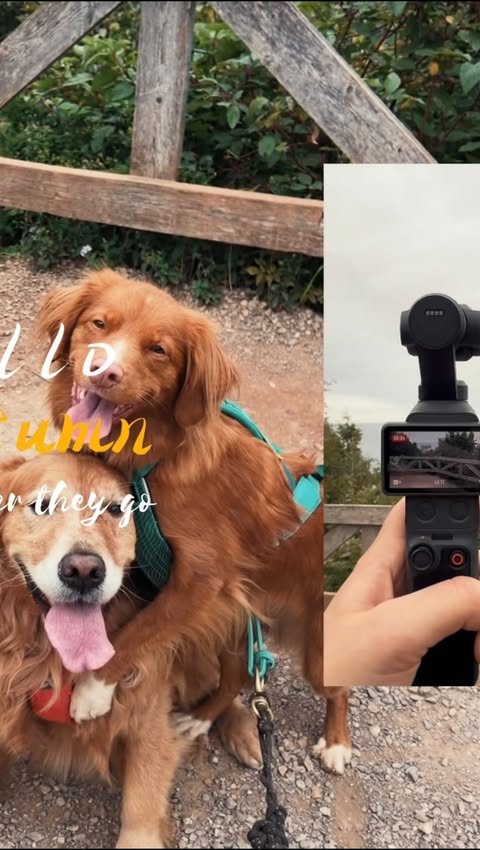 Instagram post by @retrieversjourney for DJI OSMO. Caption reads: [...] fall adventure to remember. 🤎 #ad....