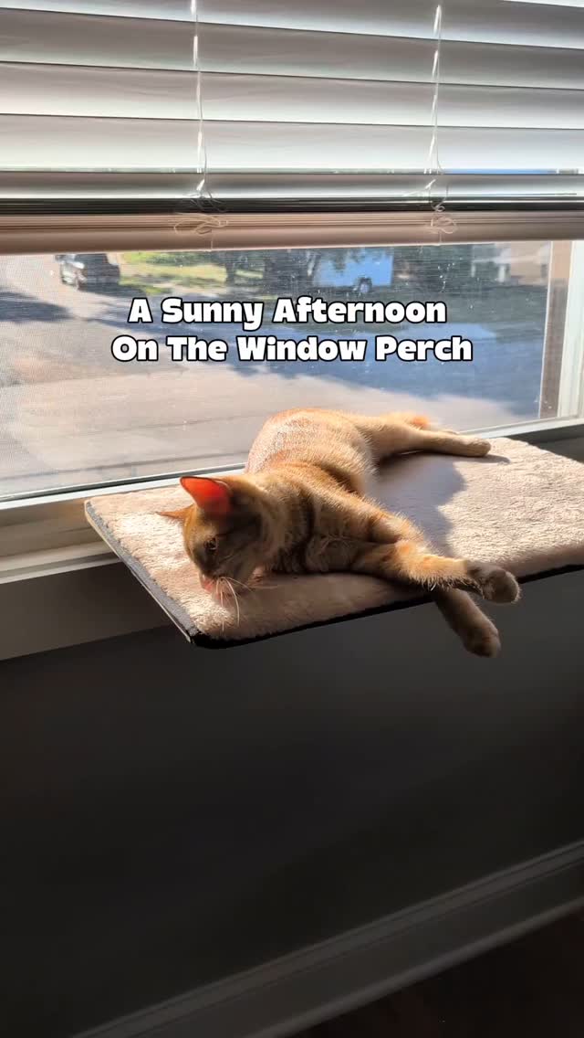 Instagram post by @itscookie.cat for Petsfit. Caption reads: Caught Cookie lounging in the sun and had to open....