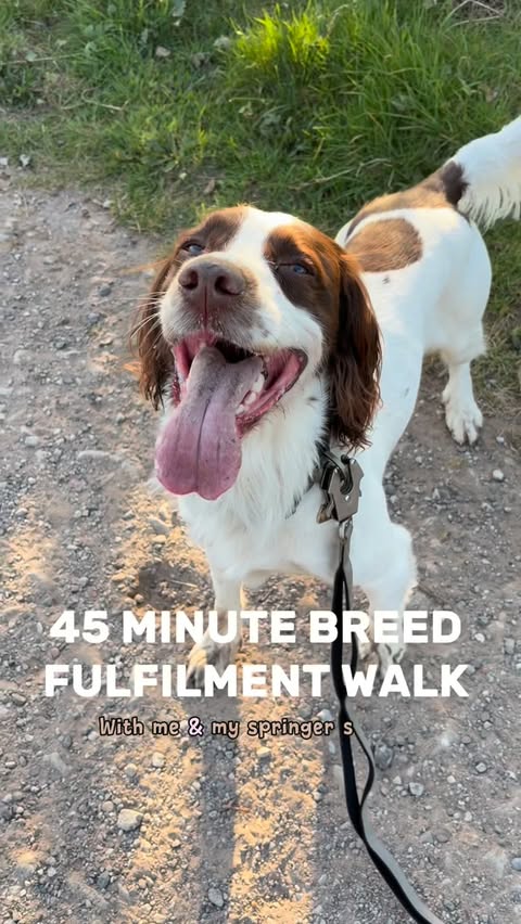 Instagram post by @agirlandherspaniel_ for COYA Pet. Caption reads: [...] morning training with us 🌿🐾🌞 Using....