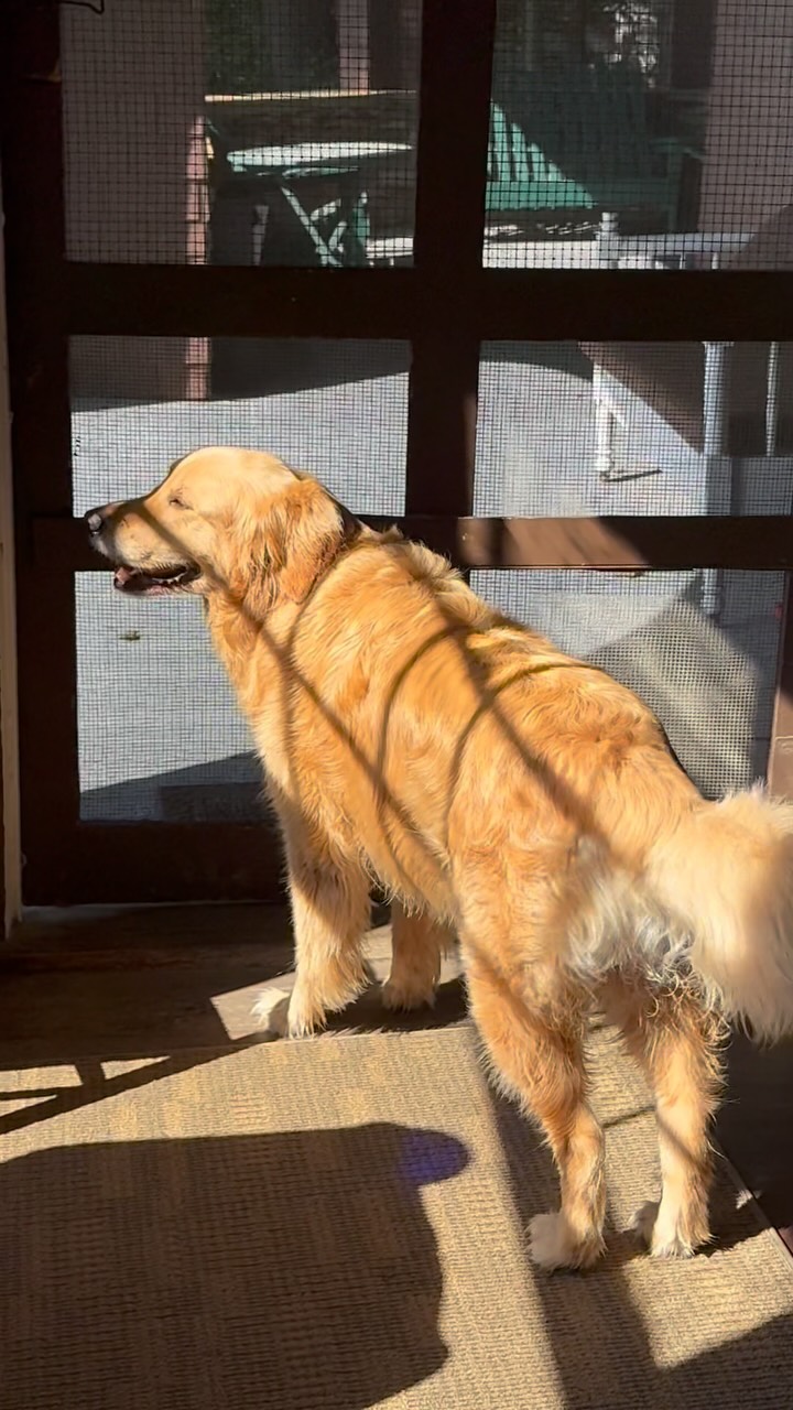 Instagram post by @gretchengeraghty for Purina ONE. Caption reads: #ad feeding Brody @purinaone_us has been a no....