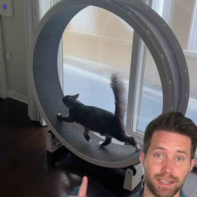 Instagram post by @nathanthecatlady for One Fast Cat. Caption reads: [...] with a @one_fast_cat #catwheel #onefastcat....