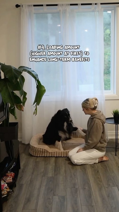 Instagram post by @curedbydogs for Vetnique. Caption reads: I thought my Border Collie was just getting older…....