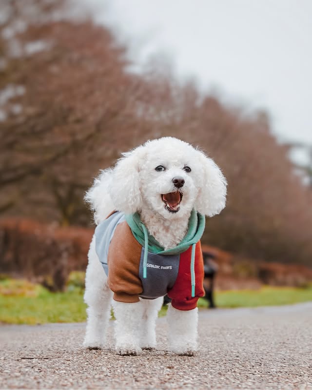 Instagram post by @lifeofapoochon for Spark Paws. Caption reads: [...] newest hoodie! 😉 Be sure to check out....