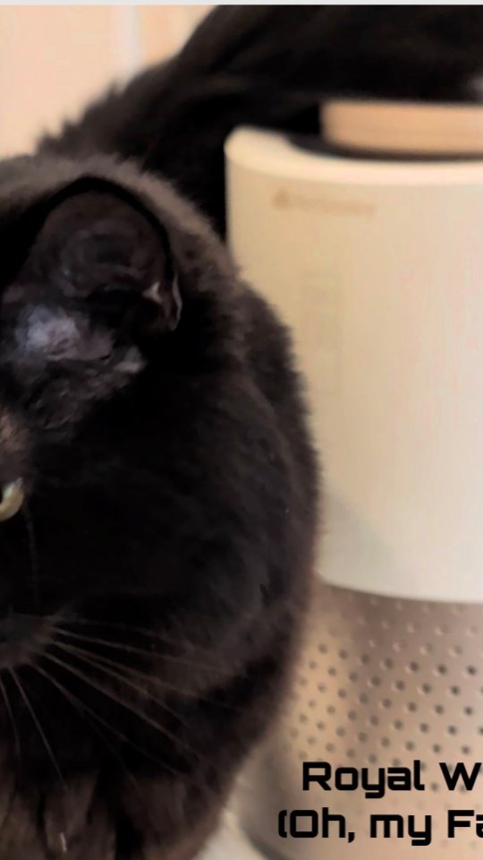 Instagram post by @kirstiandhercats for PetSnowy. Caption reads: Today we unboxed the PetSnowy Air Purifier for....