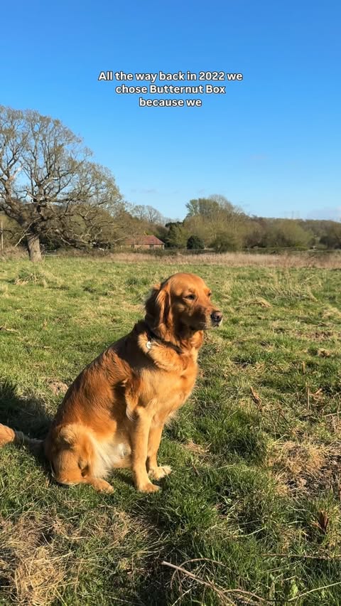 Instagram post by @theonlygirlinthehouse for Butternut Box. Caption reads: ad One thing everyone always comments on when they....