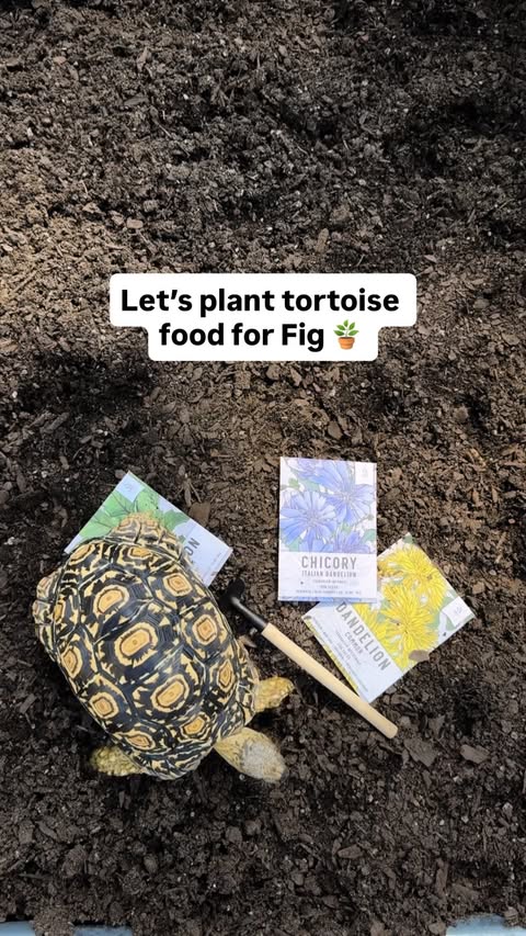 Instagram post by @dear.fig for Miracle-Gro. Caption reads: [...] We refreshed his garden beds with....