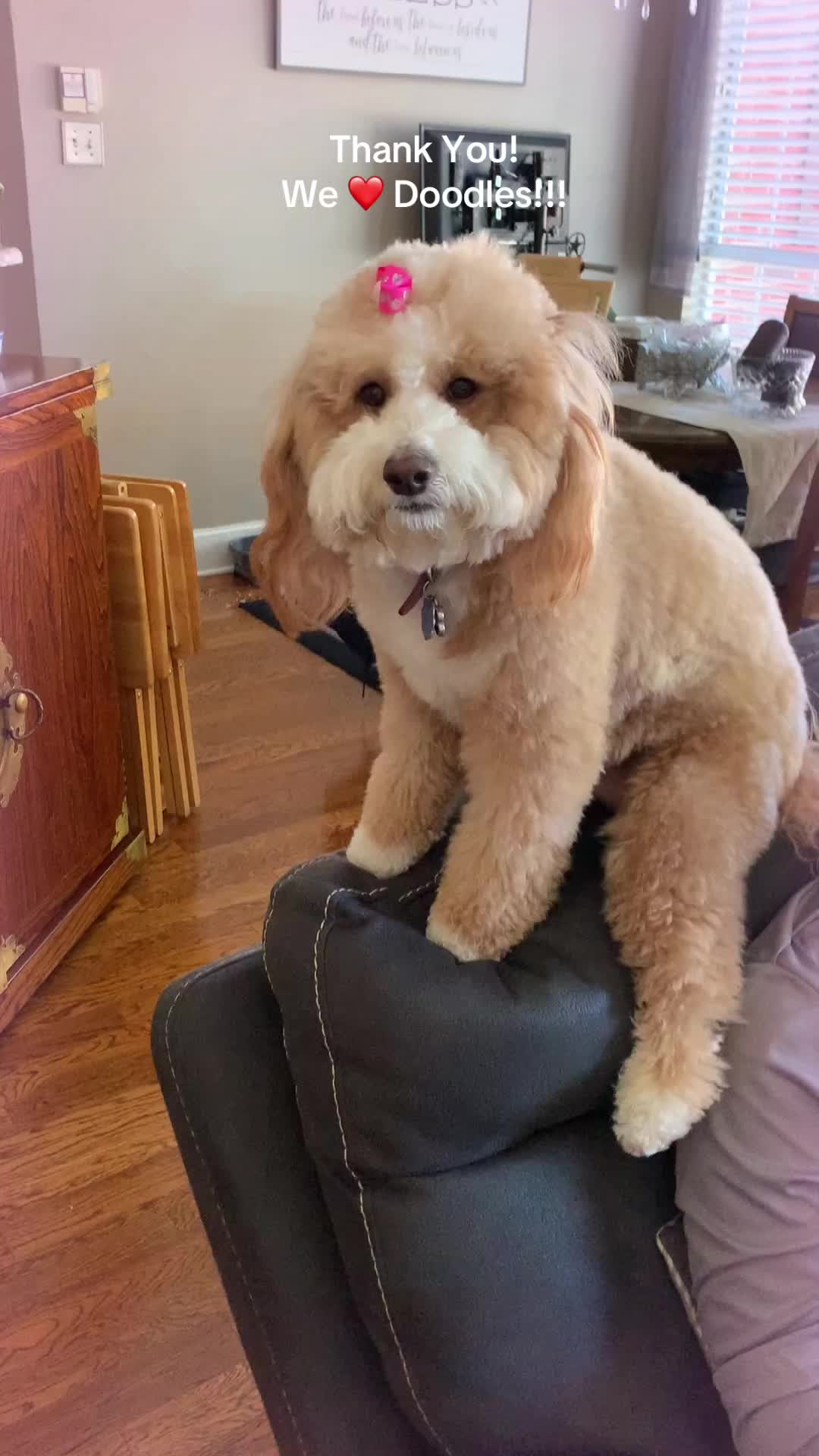 TikTok post by @ripleyhallmark1 for We Love Doodles. Caption reads: @WeLoveDoodlesShop #doodle #doodlesoftiktok #love....