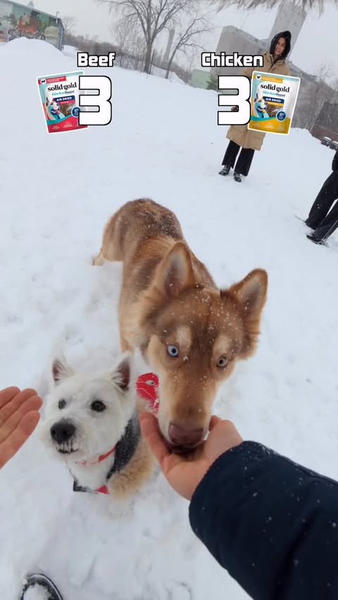 Instagram post by @heykeeg for Solid Gold Pet. Caption reads: [...] know you can’t go wrong with either....