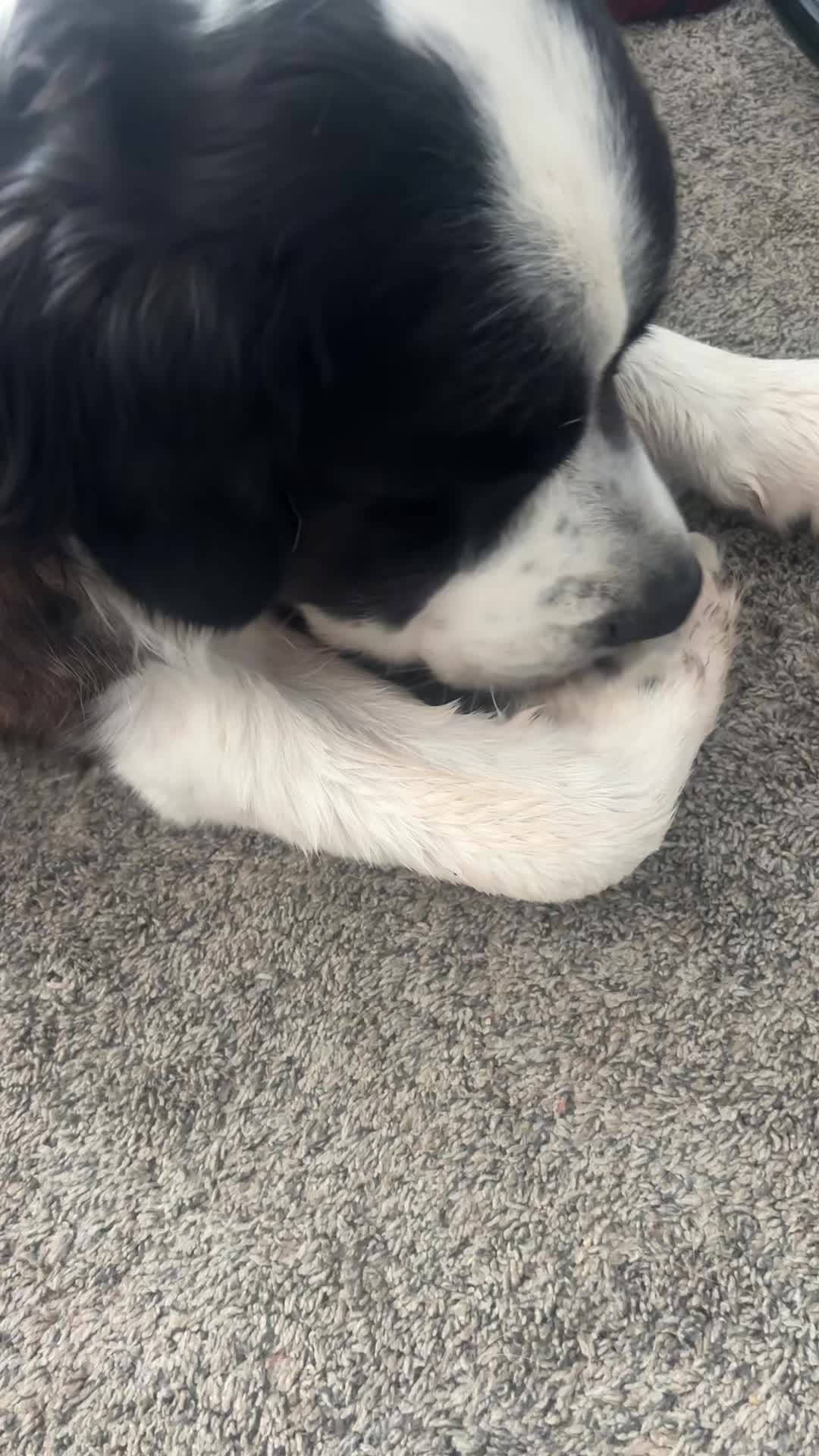 TikTok post by @healthyheartedmomma for Dog is Human. Caption reads: Subscribe and save with Dog is Human to get 20%....