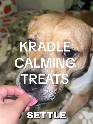 TikTok post by @dani_a_lil_alien for Kradle. Caption reads: approved 🙂‍↕️ • @Kradle My Pet • #microinfluencer....