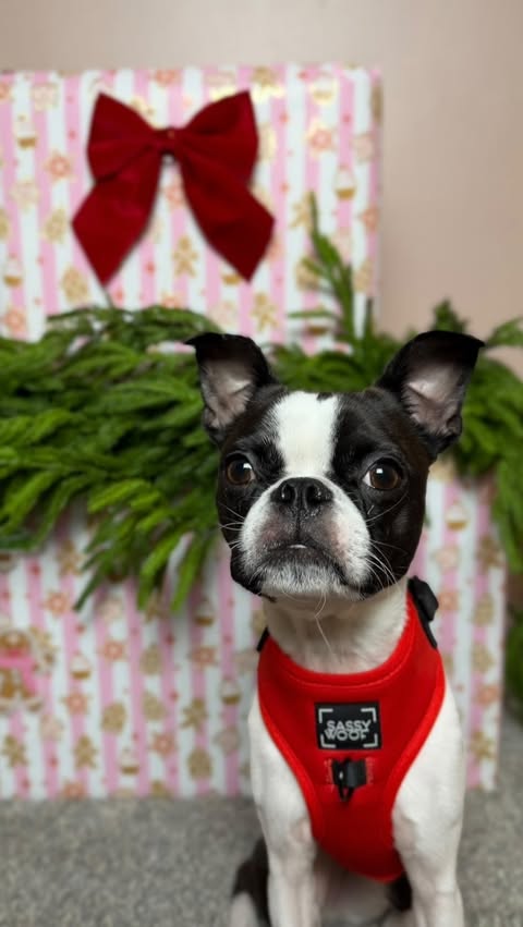 Instagram post by @thechunky_and_themonkey for Sassy Woof. Caption reads: [...] to get your last minute gifts at @sassywoof....