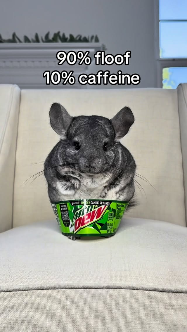 Instagram post by @phillychinchilly for Mountain Dew. Caption reads: Mountchin Dew 🥤😉🐭🐾
.
.
.
.
.
#soda....