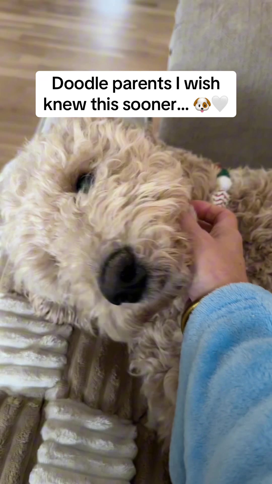 TikTok post by @threedogcircus3 for We Love Doodles. Caption reads: [...] #tiktokshopcreatorpicks #dogbrush....