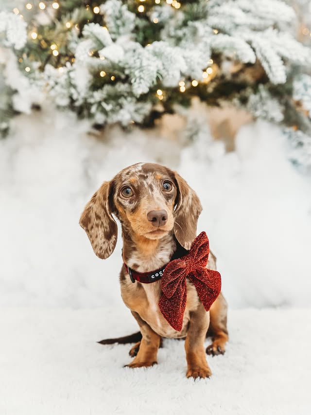 Instagram post by @margotdapple for Cocopup London. Caption reads: the gift everyone wants under their tree....