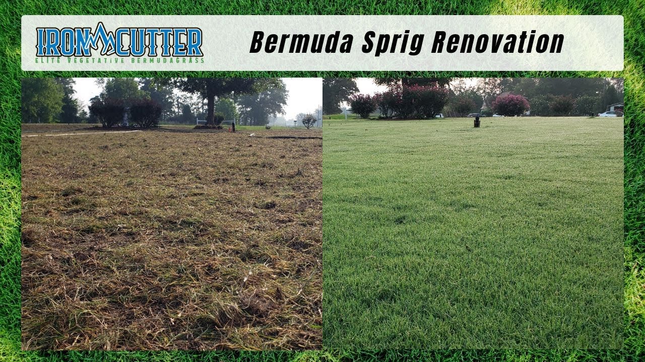 YouTube post by @ElevatedLawnscapes for Simple Lawn Solutions. Caption reads: The Cheapest Method To Establish Bermudagrass....