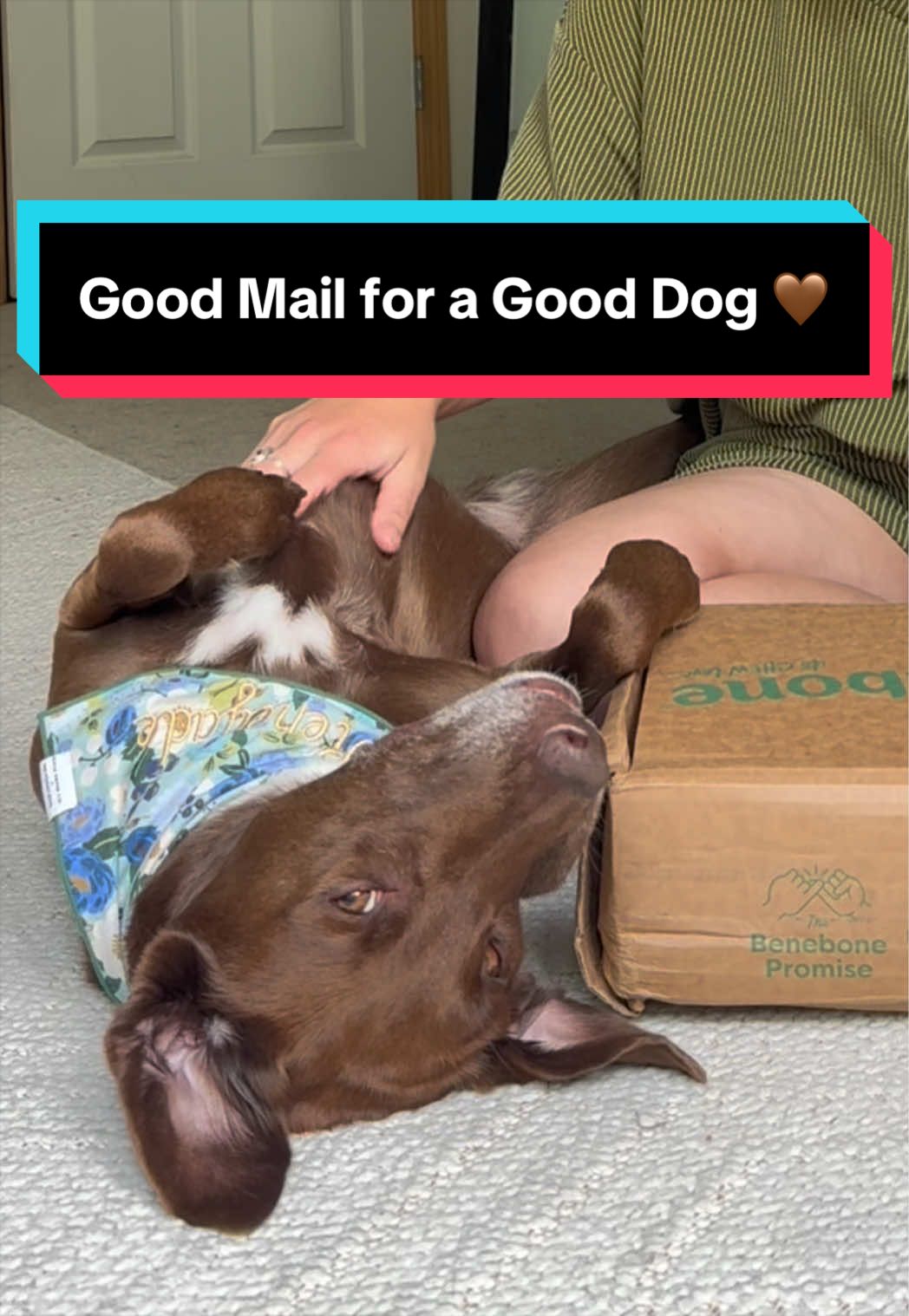 TikTok post by @renegadethegooddog for Benebone. Caption reads: [...] good dogs deserve very good mail. 🤎....