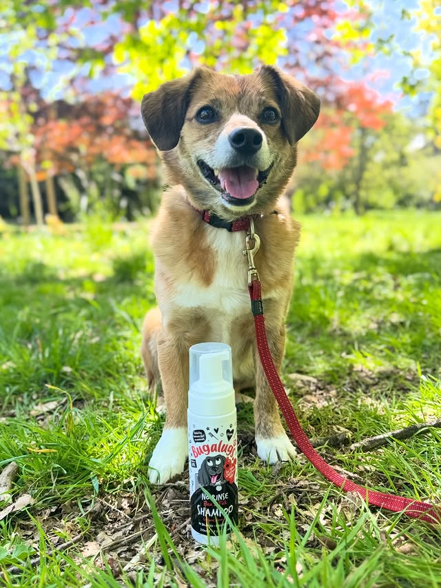 Instagram post by @biscottithenaughty for Bugalugs Pet Care. Caption reads: [...] going out! ☀️ Love this no-rinse....