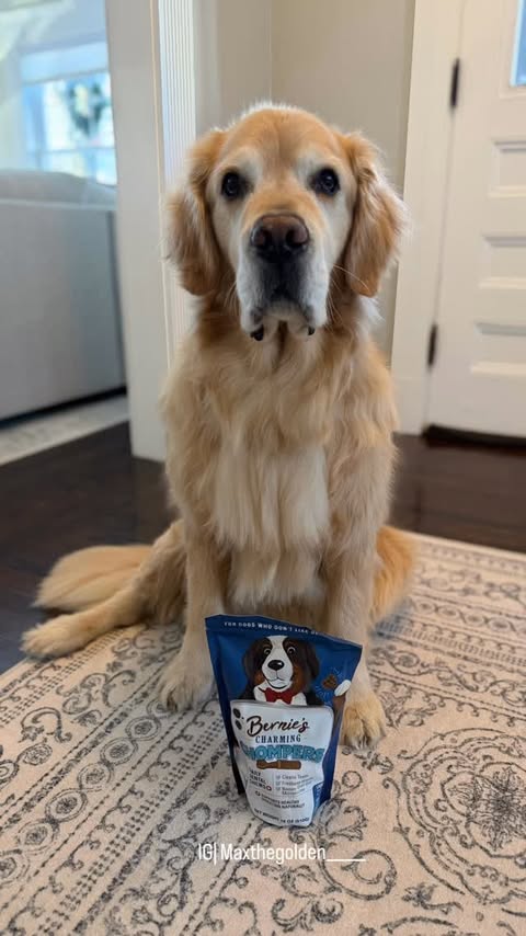 Instagram post by @maxthegolden______ for Bernie's Best. Caption reads: Bernie’s official taste-tester for Bernie’s....