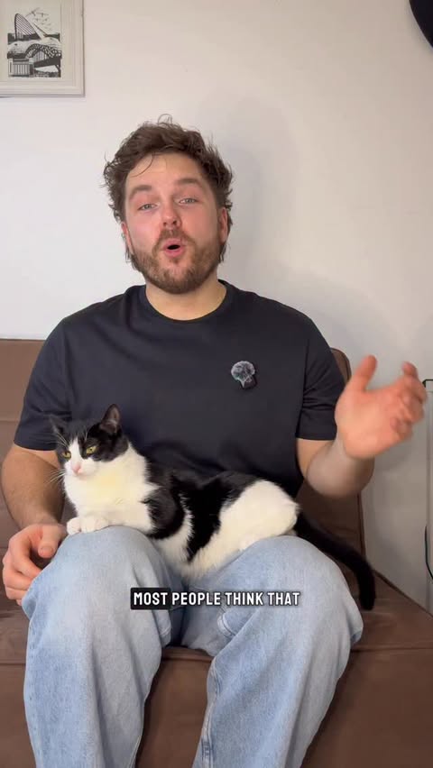 Instagram post by @arthurjcats for Scrumbles. Caption reads: [...] gut health are for cats. We’ve joined....