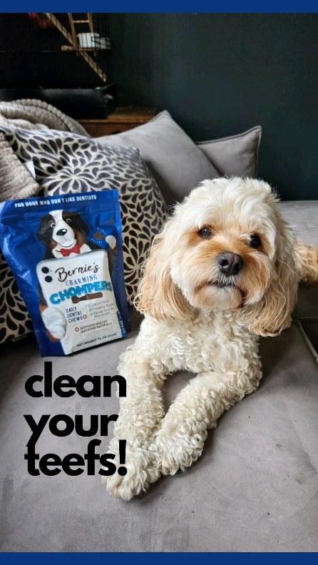 Instagram post by @finn__cockapoo for Bernie's Best. Caption reads: I need handsome teefs and fresh breath to give the....