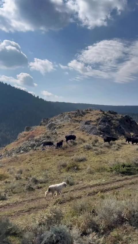 Instagram post by @claudiaschmidt11 for Field & Stream. Caption reads: Though Montana is most known for its breathtaking....
