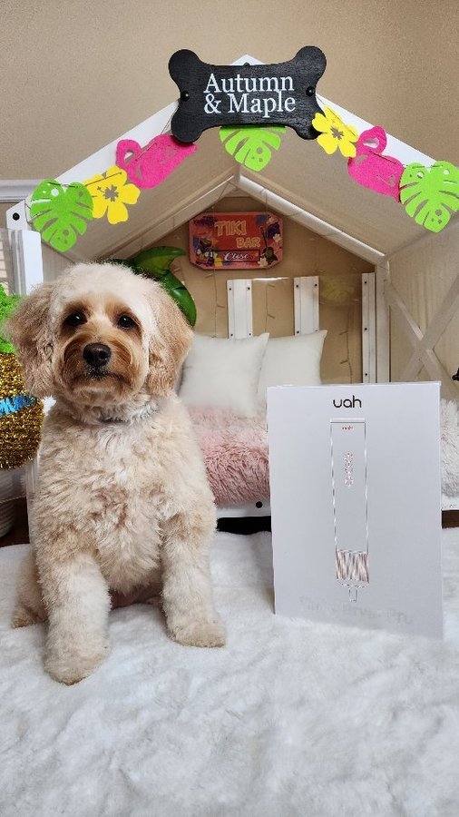 Instagram post by @autumn_thegoldie for Uahpet. Caption reads: In love with our new upgraded @uahpet_official....