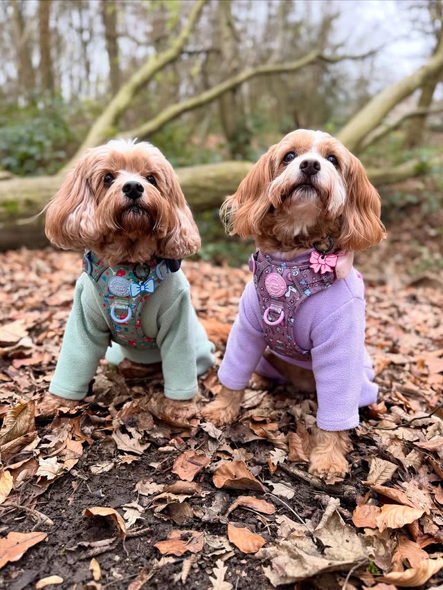 Instagram post by @rodneyandmabel_the_cavapoos for Bailey and Coco. Caption reads: [...] #taglabtuesday 🥳

Harnesses....