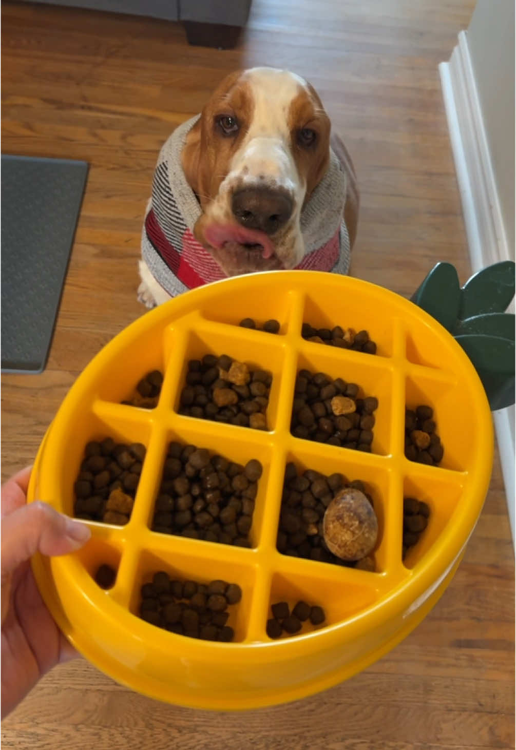 TikTok post by @gussythebasset_ for Open Farm Pet. Caption reads: [...] GUSSY to save 15% on your @Open Farm Pet....