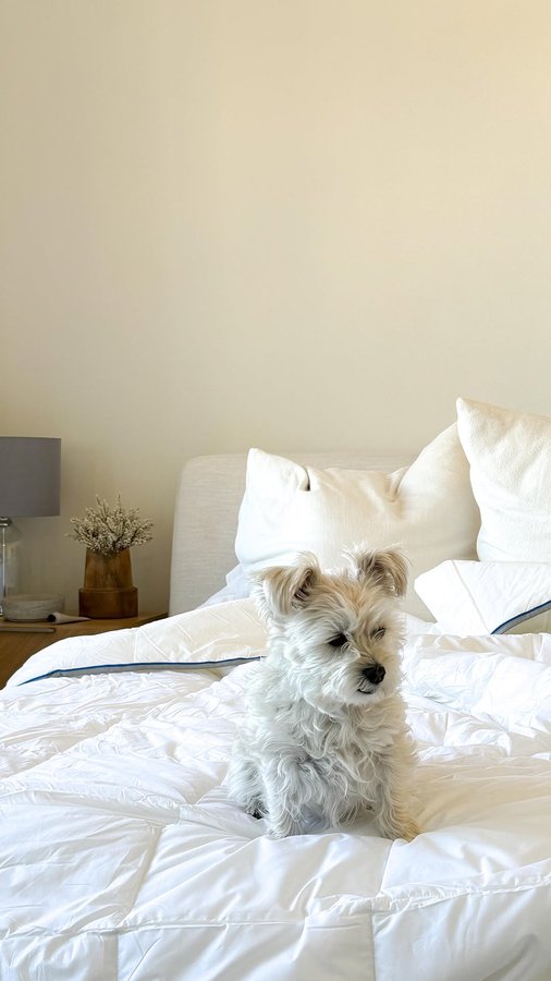 Instagram post by @robin.forslund for Hush. Caption reads: [...] :

- TTPD
- Sunshine and open windows
-....