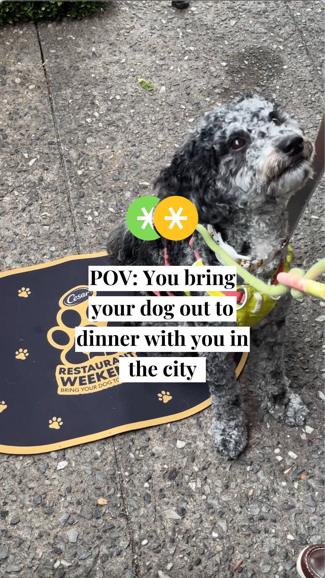 Instagram post by @secret.losangeles for Secret NYC. Caption reads: #ad Great news for the pet parents among us 🐶....