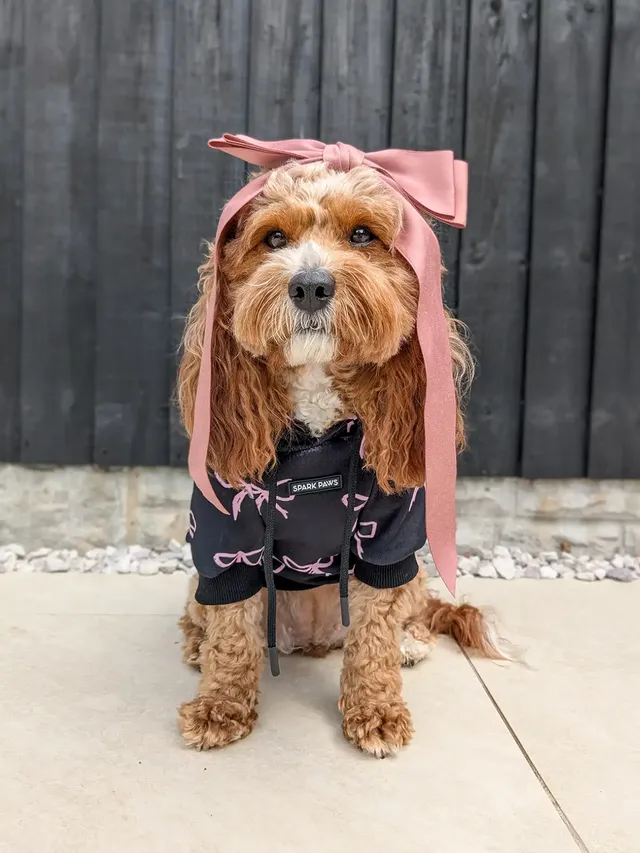 Instagram post by @penny.the.teddy for Spark Paws. Caption reads: [...] got dressed up in ma pretty bow & ma....