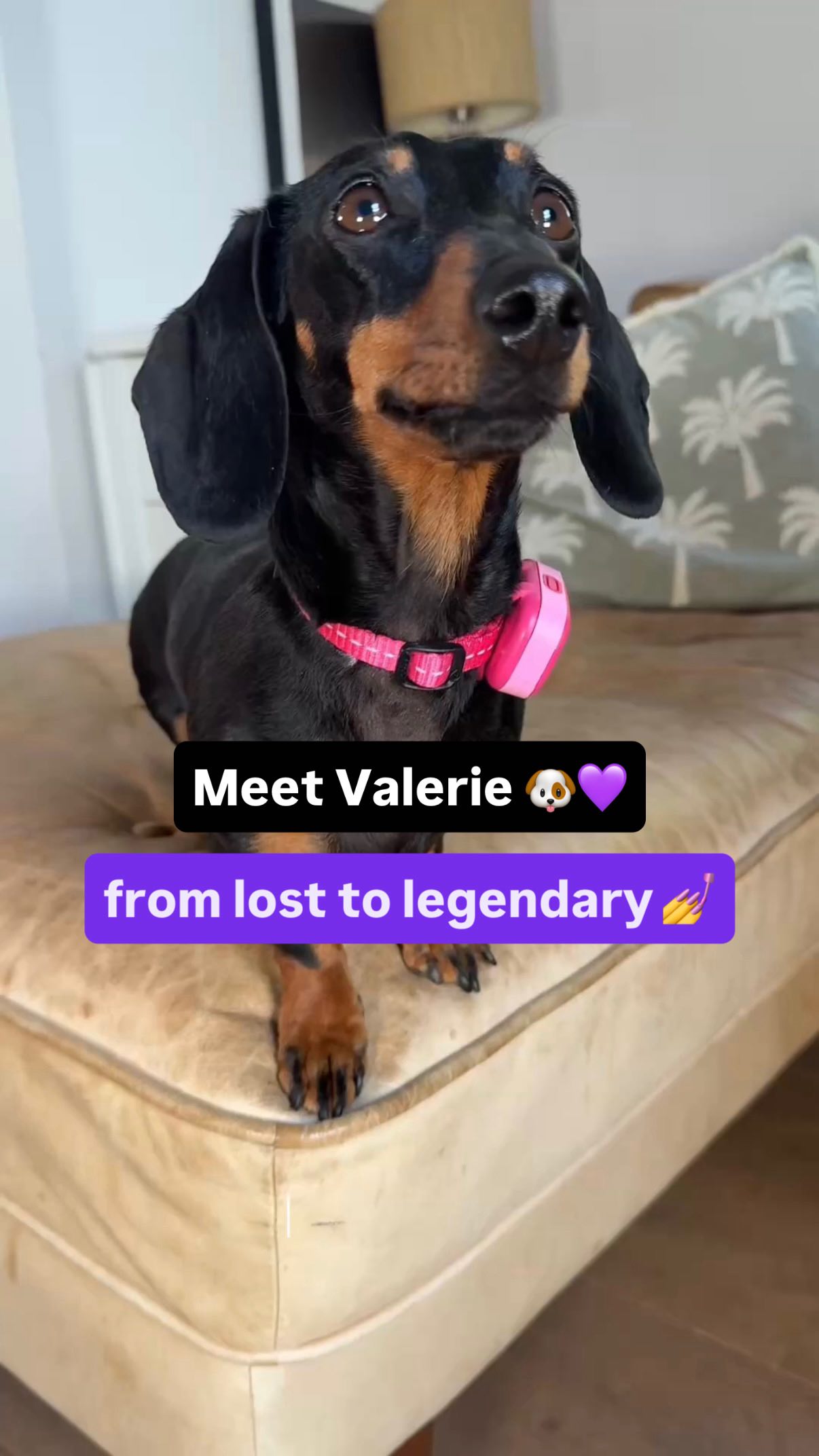 Instagram post by @valerie_dachshund for Life360. Caption reads: from lost to legendary 🤌 Meet @valerie_dachshund....