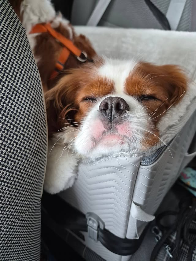Instagram post by @loempieta_gracie_thecavaliers for Petsfit. Caption reads: [...] Gracie & Pietà sitting cozy in their Petsfit....