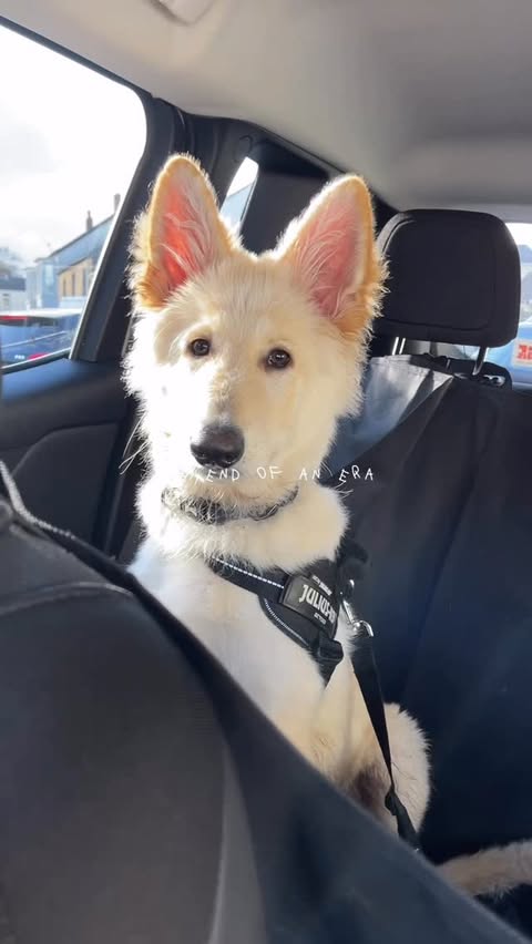 Instagram post by @cooperthewhitewolf for Jeep. Caption reads: And just like that, the Jeep has gone. 

I had 6....