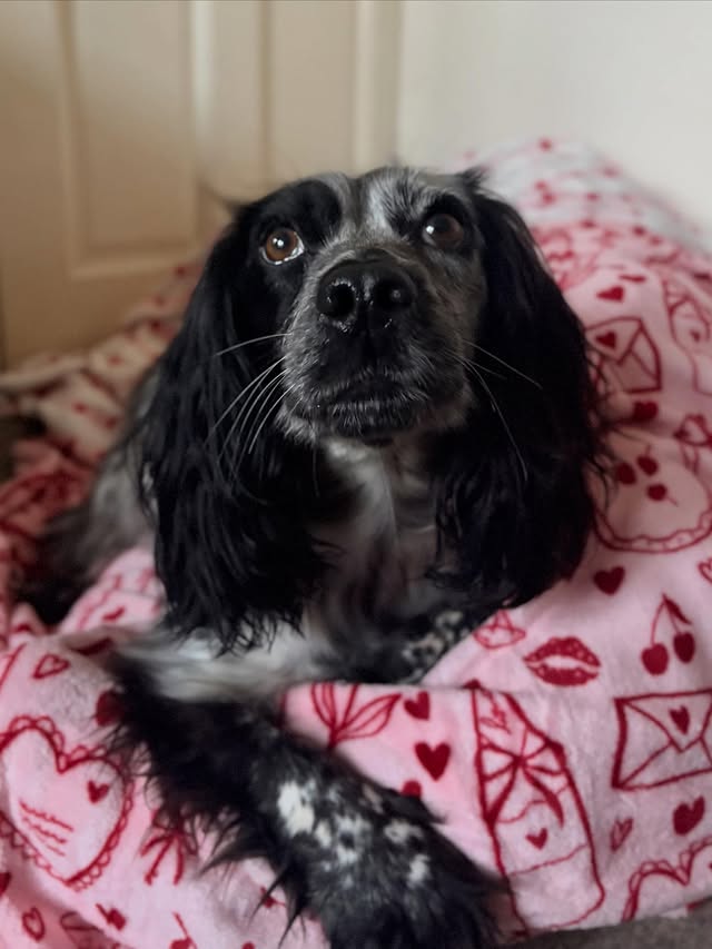 Instagram post by @gooseberry_cocker for Happy Tails Hampers. Caption reads: [...] This YUMMY doggy cannoli from....
