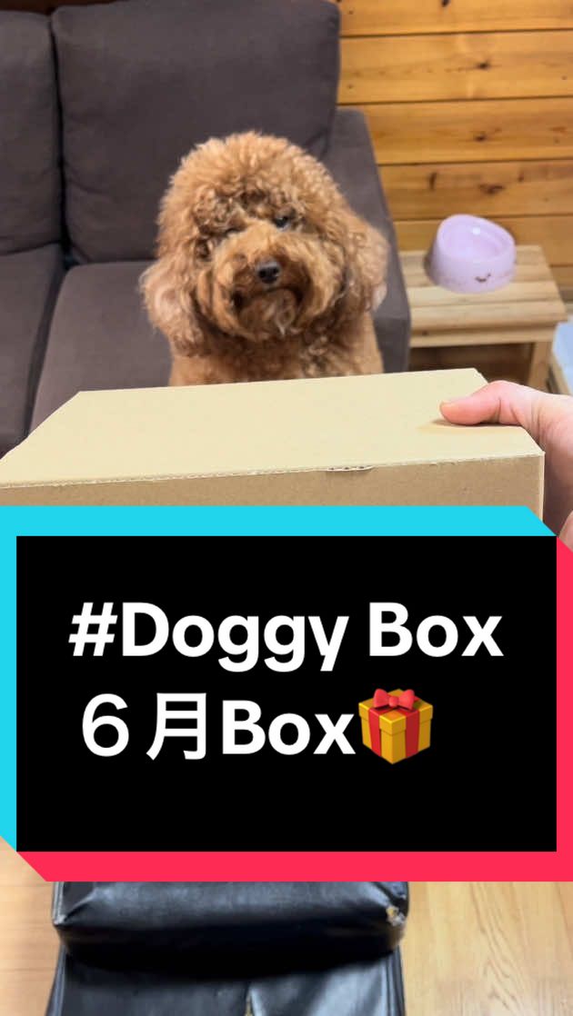 TikTok post by @11kgno_dekapoo for Doggy Box. Caption reads: Doggy....