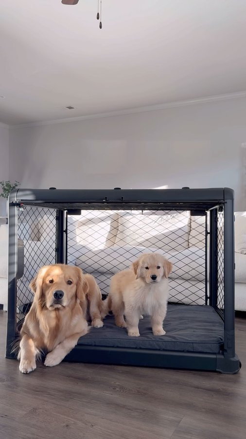 Instagram post by @usandourgoldens for Diggs. Caption reads: We’ve had our new DIGGS Revol for about two months....