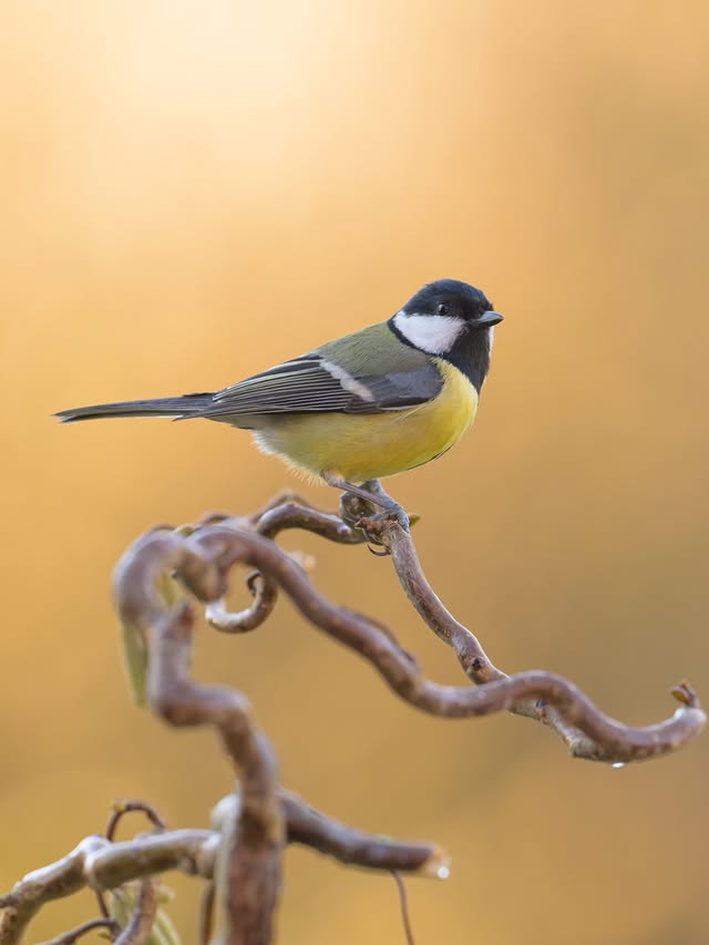 Instagram post by @miwographie for Nikon DACH. Caption reads: [...] animals and birds❗️ ➡️ Camera: Nikon....