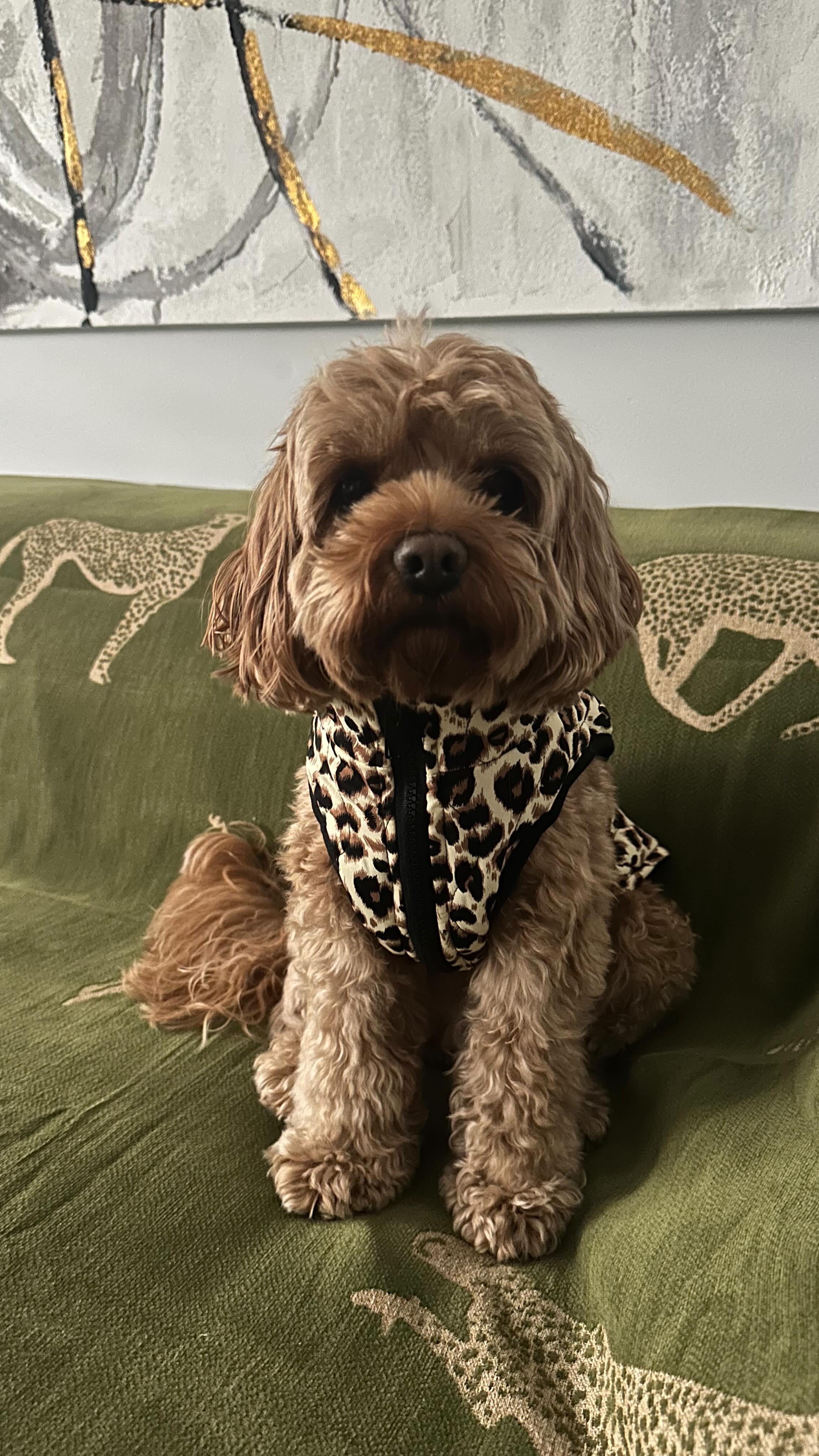 Instagram post by @my_milo_toycavoodle for slashop. Caption reads: [...] the scenery in minutes with my new....