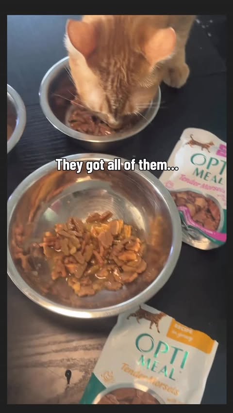 Instagram post by @yizzywes for Optimeal. Caption reads: [...] eating seafood boils…. TREAT YO CATS W/....