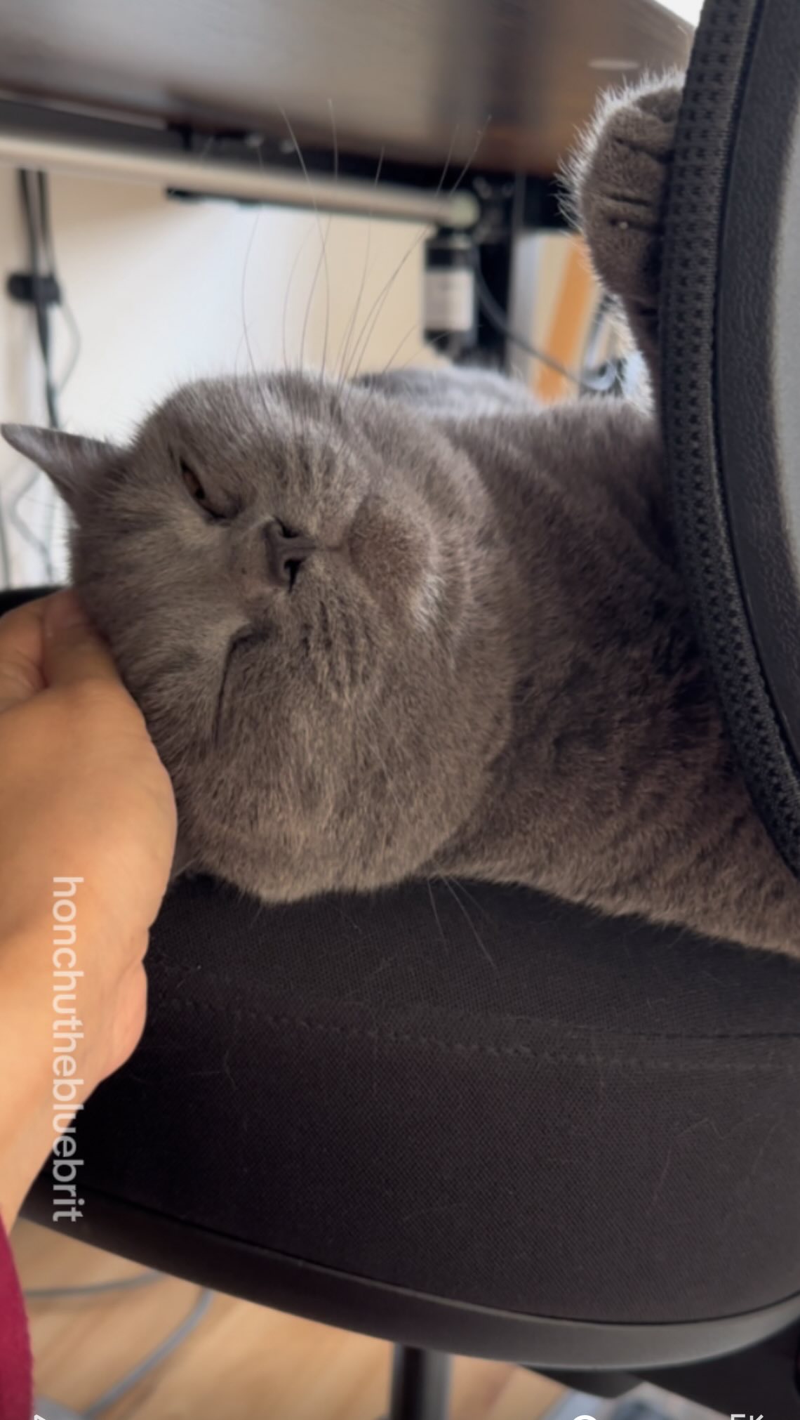 Instagram post by @honchuthebluebrit for Petlibro. Caption reads: When mum isn’t home to serve Honchu his wet food -....