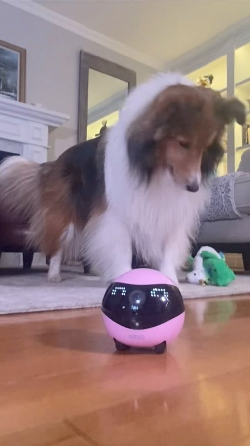 Instagram post by @cricket.chronicles for Enabot. Caption reads: [...] “cricket” for 10% of regular price.....