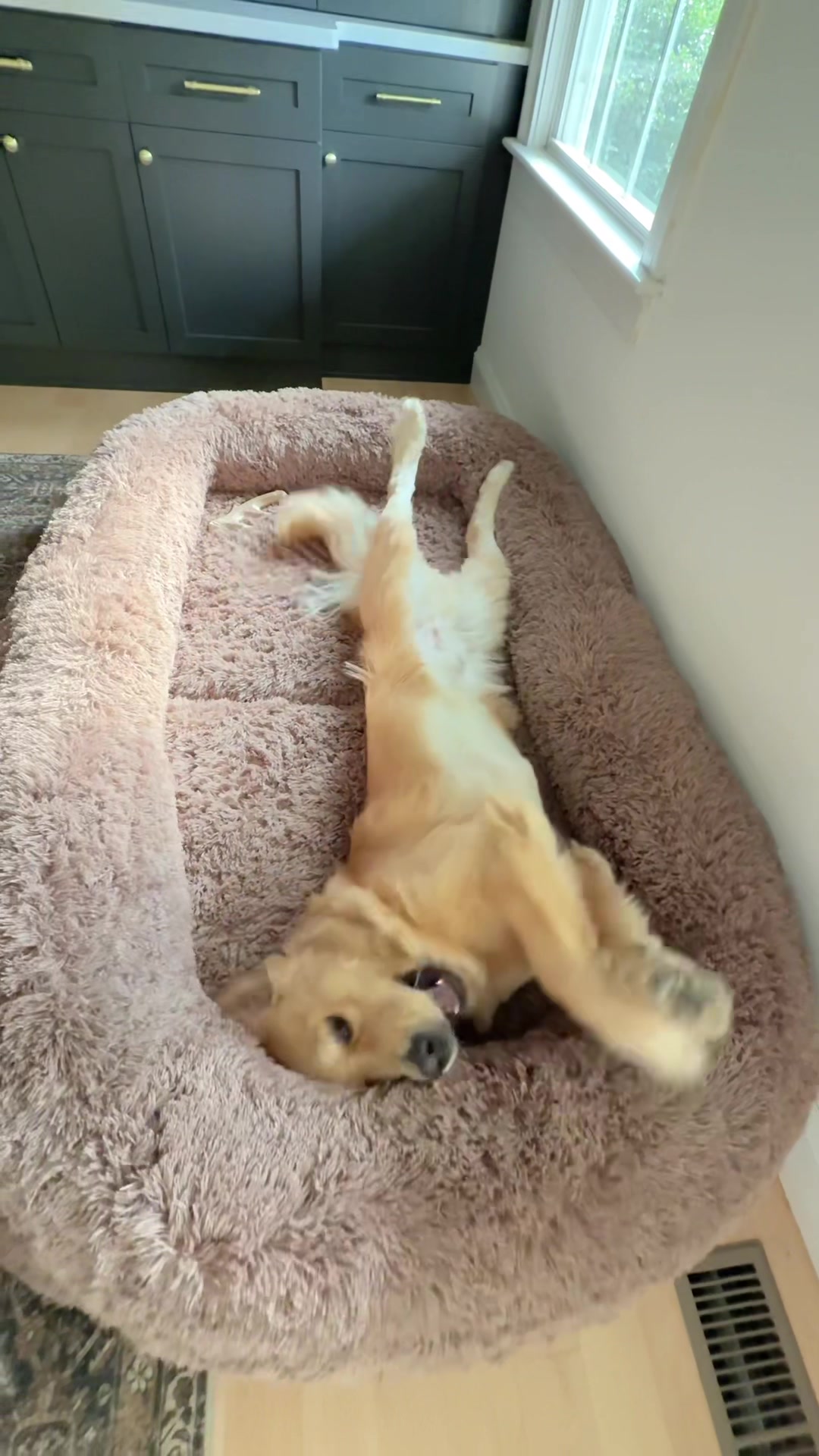 TikTok post by @melissa_fergus for Lesure Pet. Caption reads: Fergus is loving his new 3-in-1 foldable giant dog....