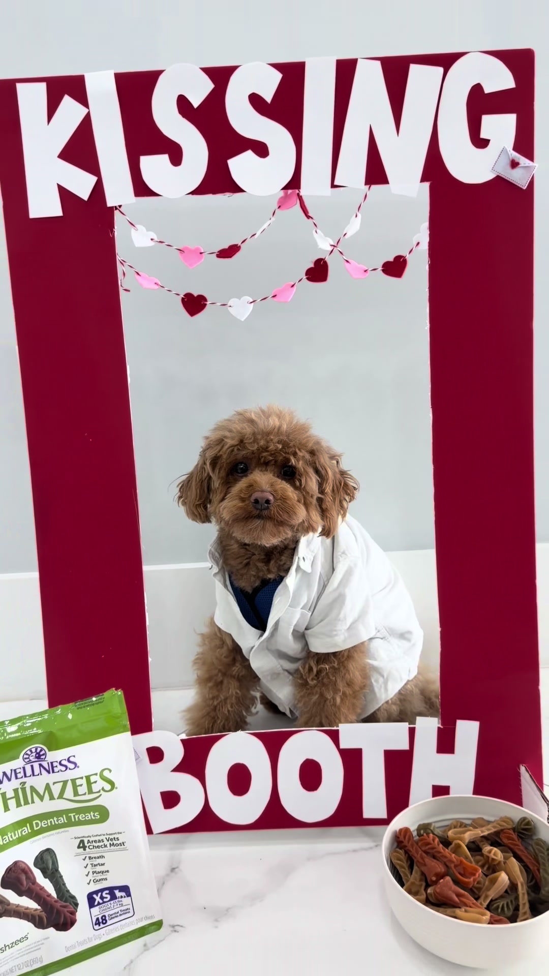 TikTok post by @winstontheminiaturedood for Wellness Pet Food. Caption reads: [...] @Petco with the link in my bio.....