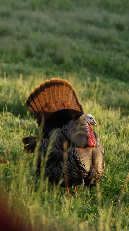 Instagram post by @thebeardedbuck for Vortex Optics. Caption reads: The Vortex Optics Viper Encolsed Micro Red Dot is....